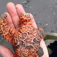 Starfish Wasting Syndrome Observations