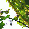 Pompadour Green Pigeon