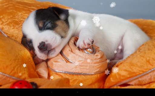 免費下載個人化APP|Xmas Puppy Live Wallpaper app開箱文|APP開箱王