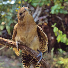 Philippine Coucal (immature)