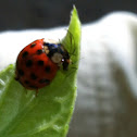 Lady bug predating an aphid