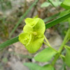 Euphorbia fractal