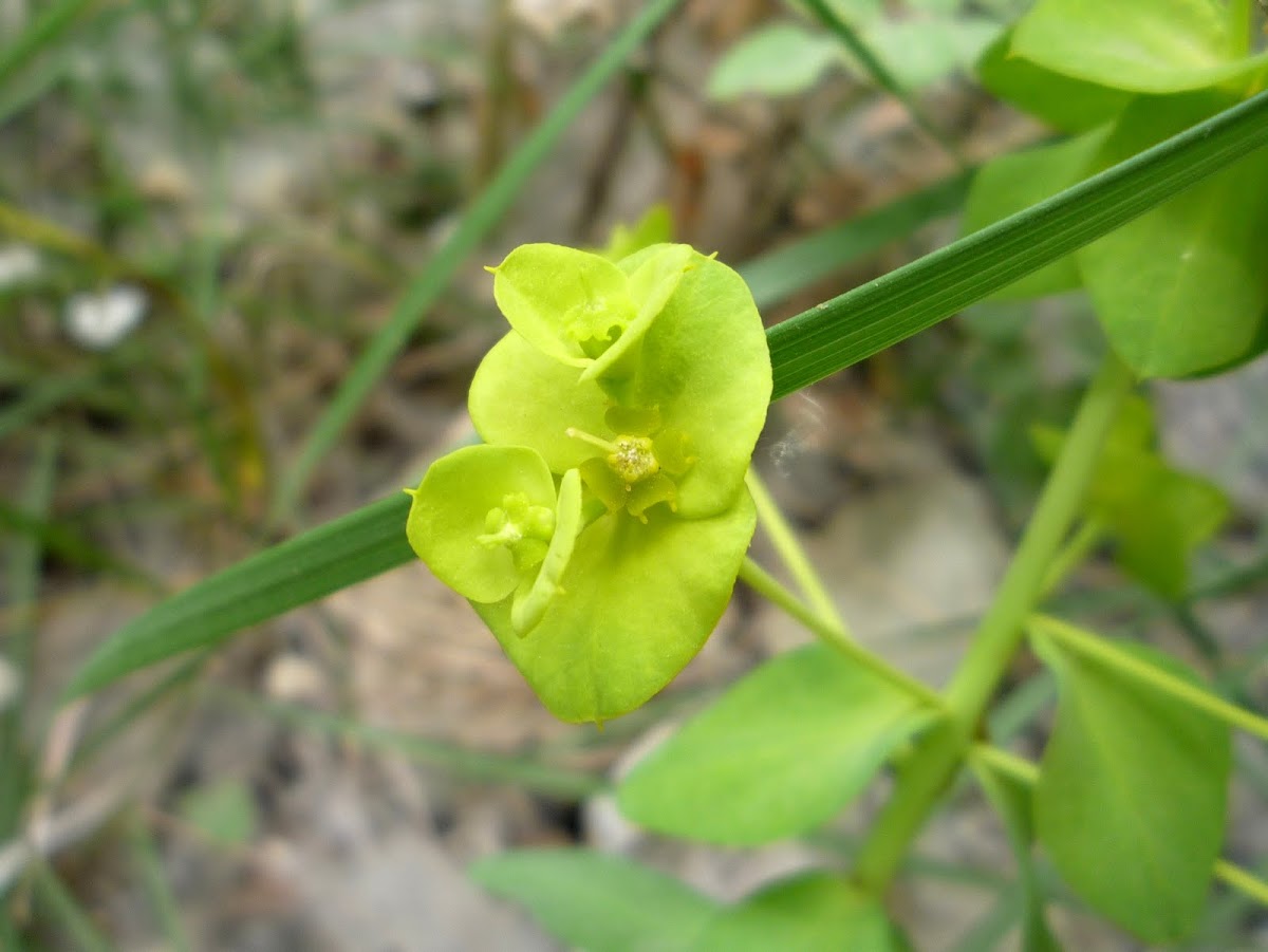 Euphorbia fractal