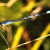 Blue-fronted Dasher