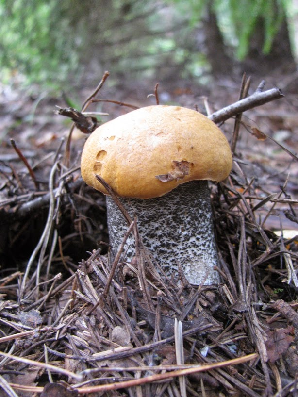 Red-capped Scaber Stalk