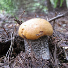 Red-capped Scaber Stalk