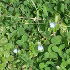 Persian speedwell