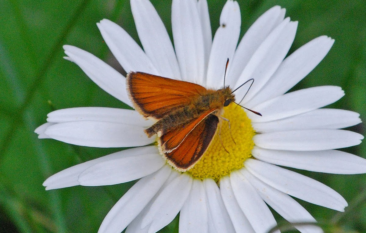 Orange Skipper Butterfly