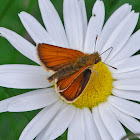 Orange Skipper Butterfly