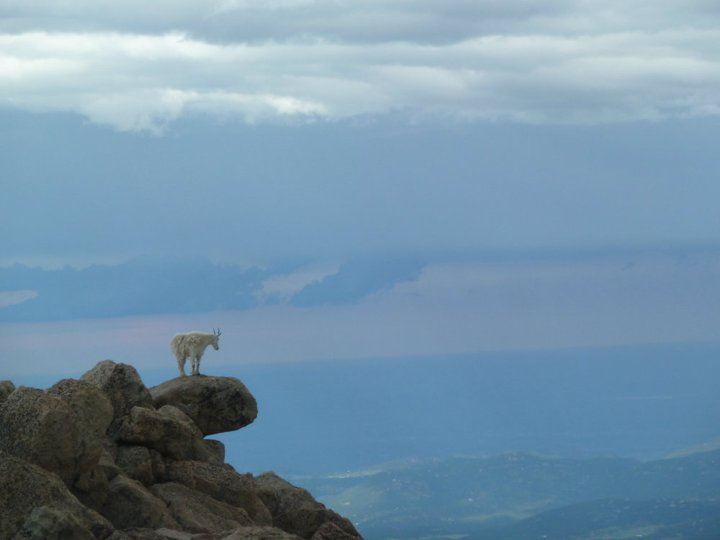 Mountain Goat (Rocky Mountain Goat)