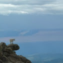 Mountain Goat (Rocky Mountain Goat)