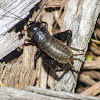 Spring field cricket (nymph)