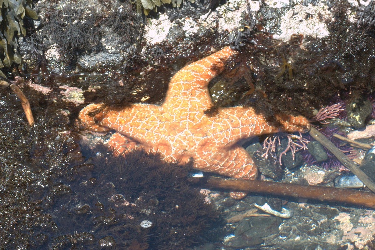 Ochre starfish