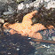 Ochre starfish