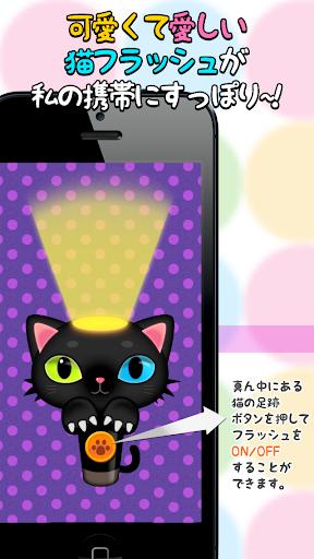 フラッシュ子猫ちゃん cat flash