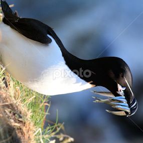 Razorbill by Jozef Svintek - Animals Birds
