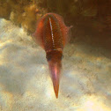 Carribean Reef Squid