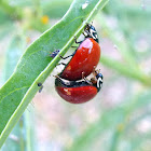 Spotless Lady Bug