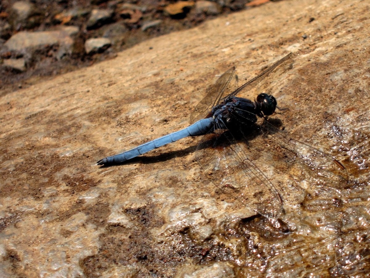 Common Blue Skimmer