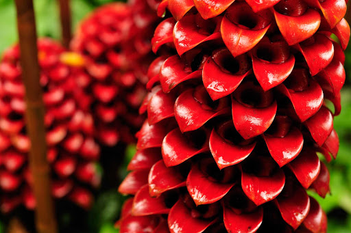 Martinique-botanical-garden - The botanical gardens of Martinique contain a bounty of botanical beauty and wildlife.