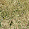 Lesser Goldfinch (Male and Female)
