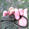 Texas Garter Snake