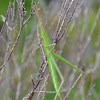 Stick Grasshopper Nymph
