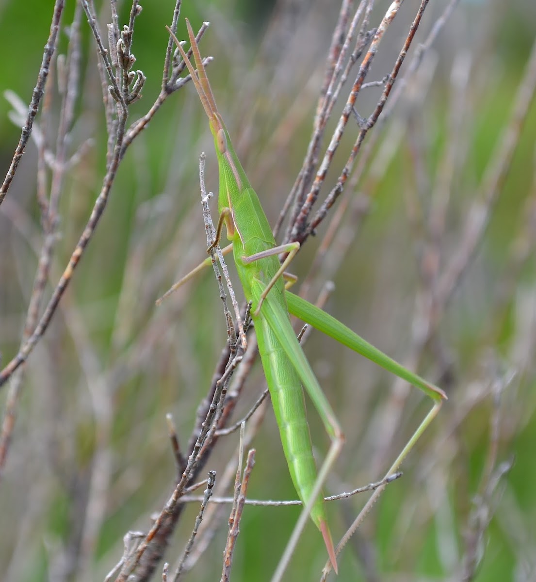 Stick Grasshopper Nymph