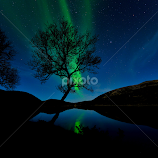 Tree and northern lights by Marius Birkeland -  