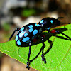 Polka Dot Weevil Beetle
