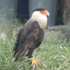 Caracara