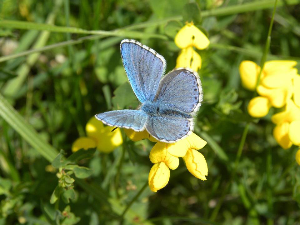 Eastern Blue Butterfly