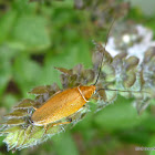 See-through Ellipsidion - Beautiful Cockroaches
