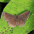 metalmark butterfly