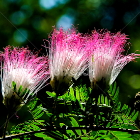 Điệp Thái-Lan by Han Duy - Flowers Flower Gardens