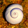 Violet Snail