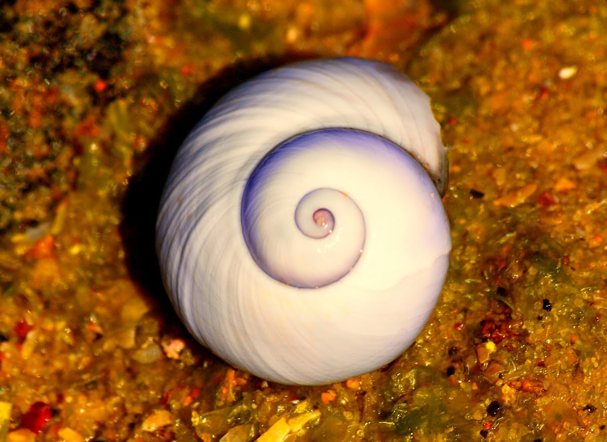 Violet Snail