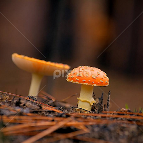 Mushrooms by Isaac Golding - Nature Up Close Mushrooms & Fungi