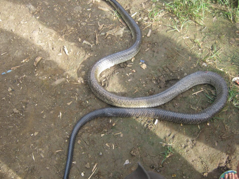 Philippine King cobra