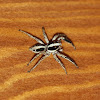 Pantropical Jumping Spider (male)