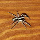 Pantropical Jumping Spider (male)