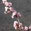 Pink cherry blossoms