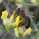 Abeja ibérica