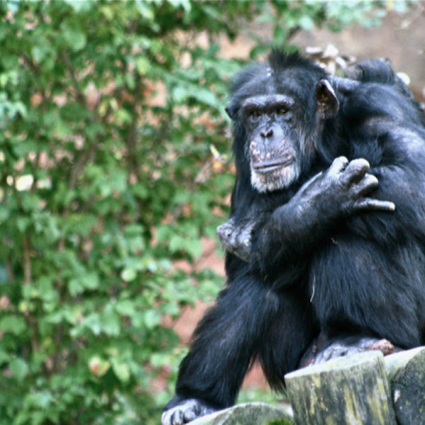 Chimpanzee | Project Noah