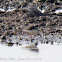 Ringed Plover; Chorlitejo Grande