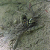 Bald-faced Hornet with prey (Giant Crane Fly)