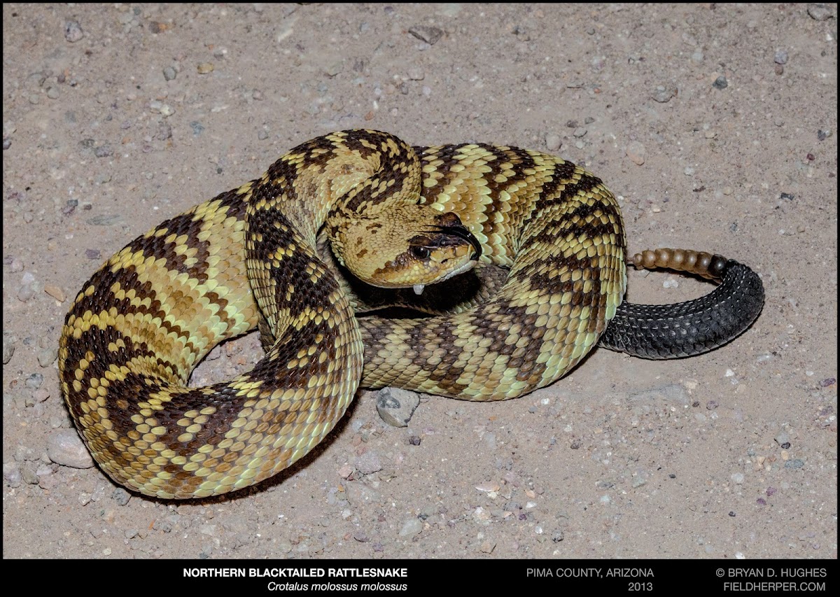 Northern Blacktailed Rattlesnake