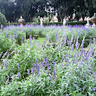 Lavandula latifolia. "Lavanda macho” o “gran lavanda”.