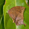 Jamaican Leafwing