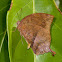 Jamaican Leafwing